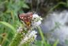 Pyrausta purpuralis